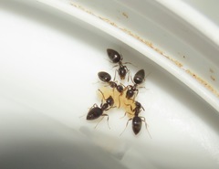 Technomyrmex pallipes