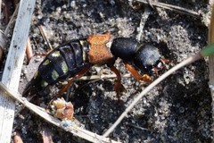 Staphylinus erythropterus