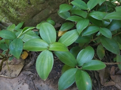 Monocostus uniflorus