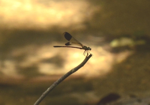Photo of Malabar torrent dart (Euphaea fraseri)