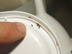 Technomyrmex pallipes