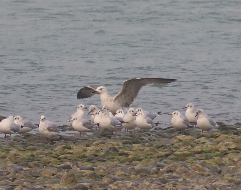 Caspian Gull