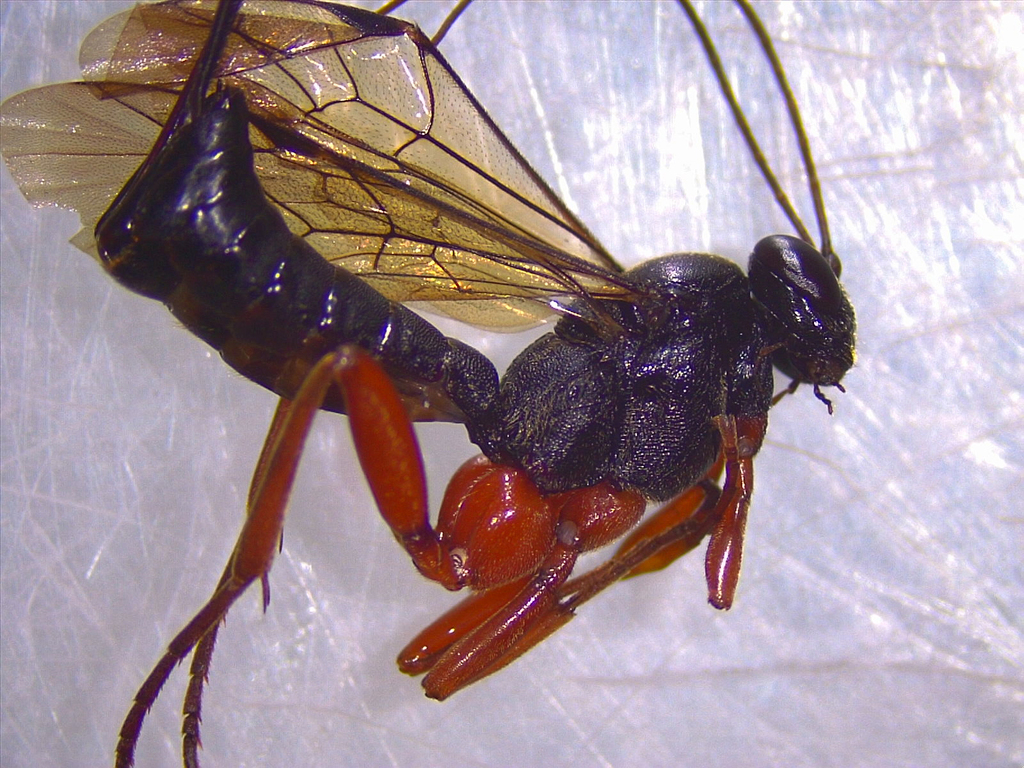 Pimpla punicipes