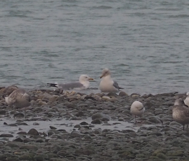 European Herring Gull