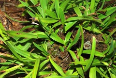 Xerophyta retinervis