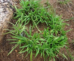 Xerophyta retinervis