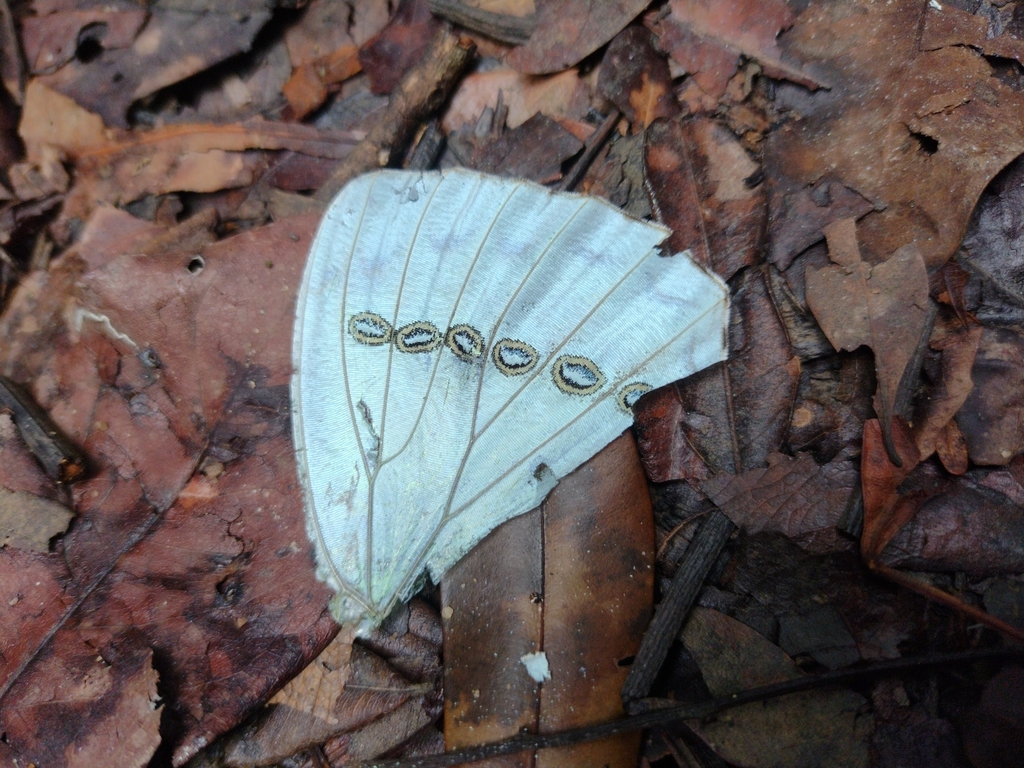 Morpho epistrophus