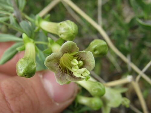 Pale desert-thorn (Lycium pallidum)