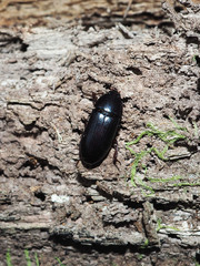 Uloma tenebrionoides