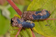 Asiophrida spectabilis