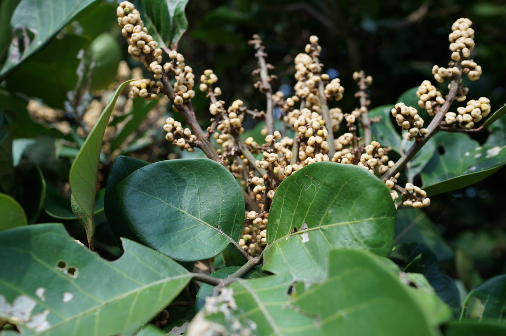 Aglaia rimosa