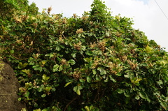 Aglaia rimosa