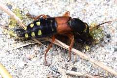 Staphylinus erythropterus