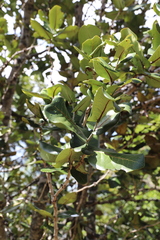 Diospyros leucomelas