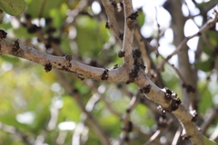 Diospyros leucomelas