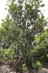 Diospyros leucomelas