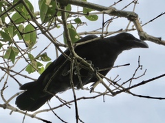 Corvus macrorhynchos