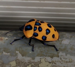 Poecilocoris druraei
