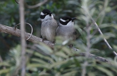 Melithreptus validirostris