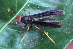 Polistes erythrocephalus
