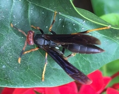 Polistes erythrocephalus