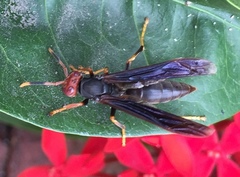 Polistes erythrocephalus