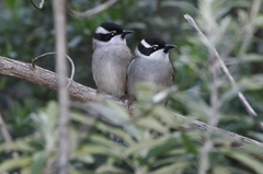 Melithreptus validirostris