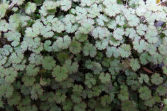 Hydrocotyle moschata moschata