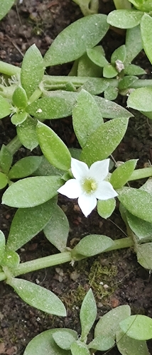 Image of Dentella repens by no rights reserved