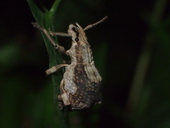 Episomus chinensis