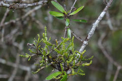 Korthalsella clavata