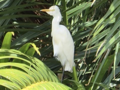 Bubulcus ibis