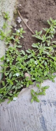 Image of Dentella repens by no rights reserved