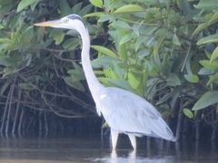 Ardea cinerea