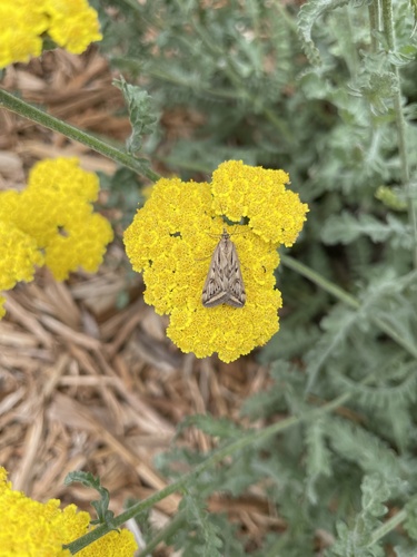 Alfalfa Webworm Moth photo 4