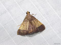 Hypanchyla