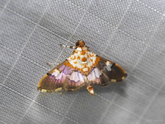 Aetholix flavibasalis