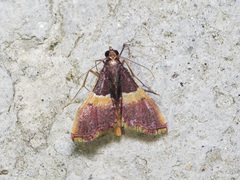 Endotricha mesenterialis