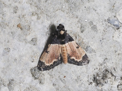 Hypanchyla