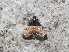 Hypanchyla