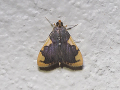 Rehimena phrynealis