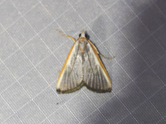 Pylartes subcostalis