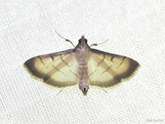 Cnaphalocrocis patnalis