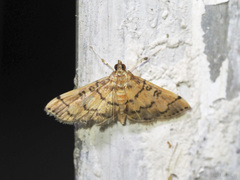 Lamprosema tampiusalis