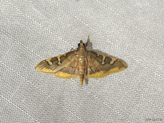 Prophantis adusta