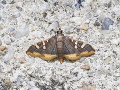 Prophantis adusta