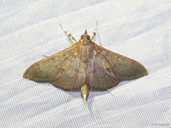 Tetridia vinacealis
