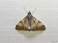 Agrioglypta zelimalis