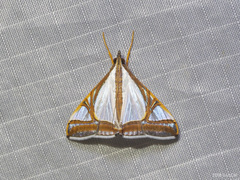 Agrioglypta eurytusalis