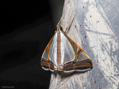 Agrioglypta eurytusalis